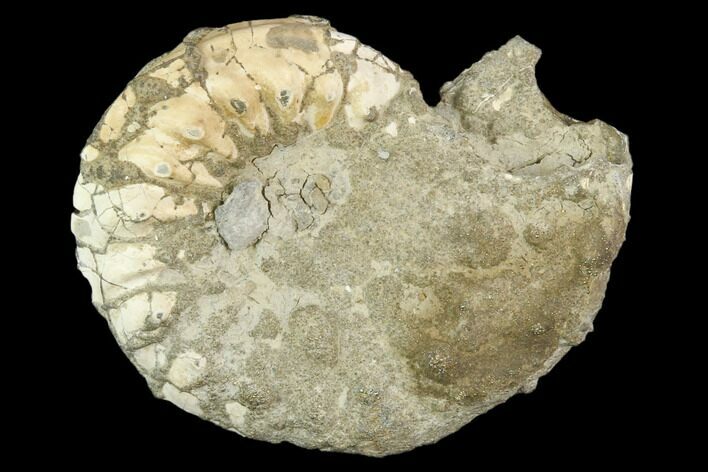 Pyritized Ammonite (Pleuroceras) Fossil - Germany #125387